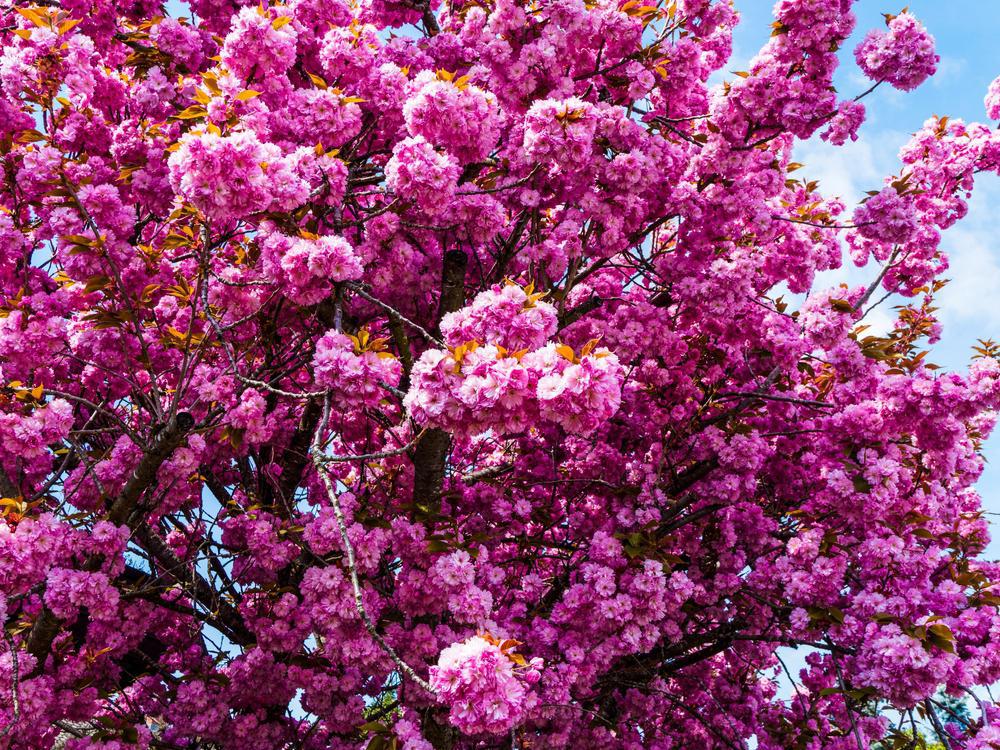 7G Prunus serrulata 'Kwanzan' Kwanzan Flowering Cherry 1001266