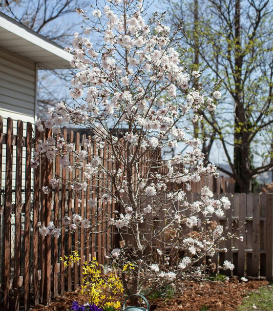 7G Magnolia stella 'Centennial Blush' Centennila Blush™ Magnolia