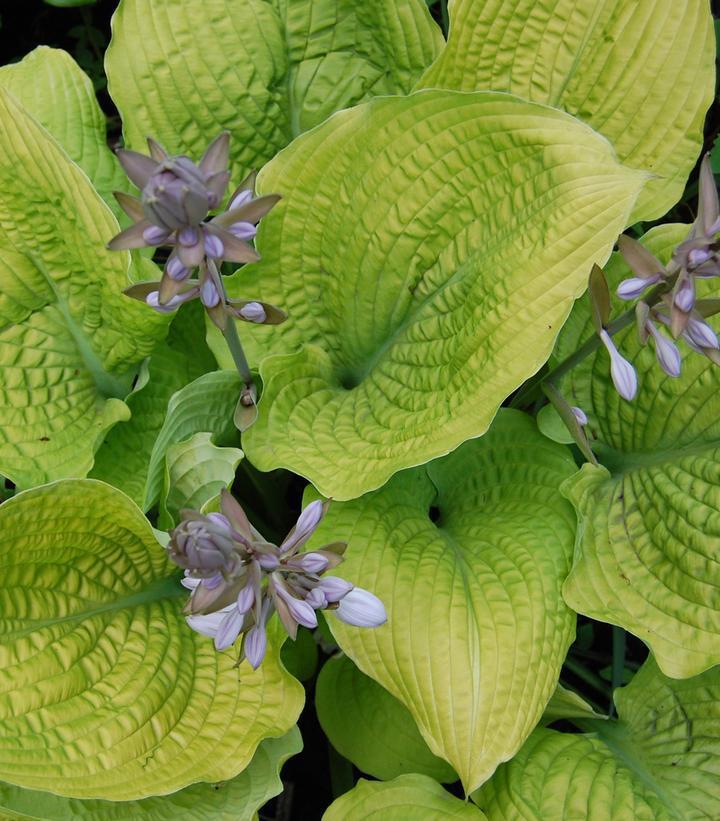 1G Hosta hybrid Shadowland® 'Coast to Coast' Shadowland® Coast to Coast Hosta: Patent PPAF 1007329