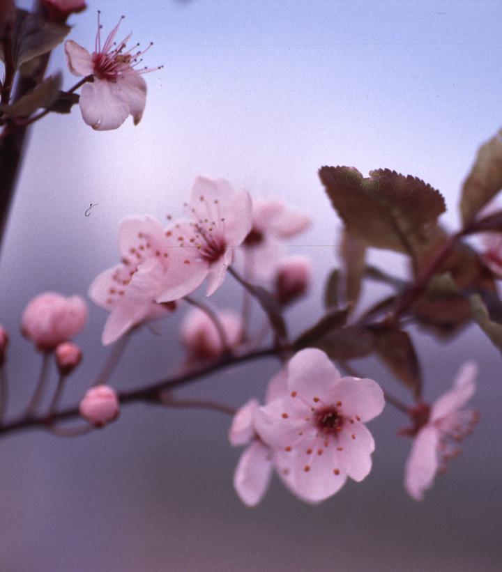 7G Prunus cerasifera 'Thundercloud' Thundercloud Flowering Plum 1001262