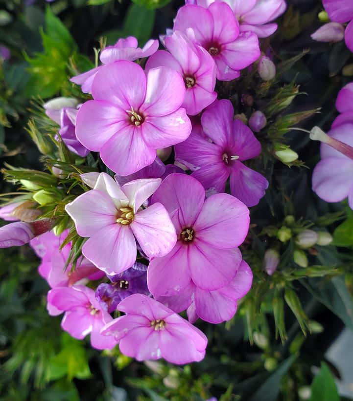 2G Phlox Volcano Plum with White Eye Garden Phlox 1015038