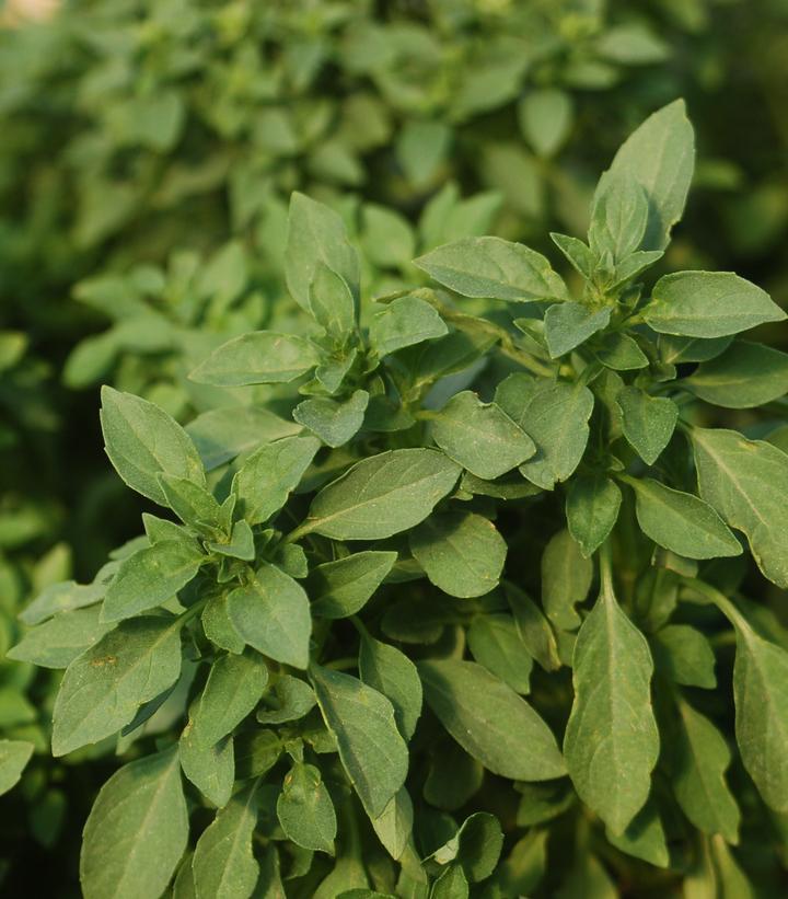 1G  Basil OCIMUM BASILICUM 'SPICY Globe' Spicy Globe Basil 1002814