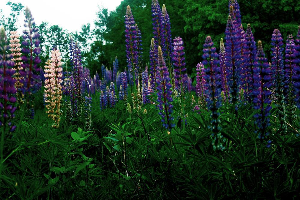 2G Lupinus 'Gallery Blue' Gallery Blue Lupine 1005024