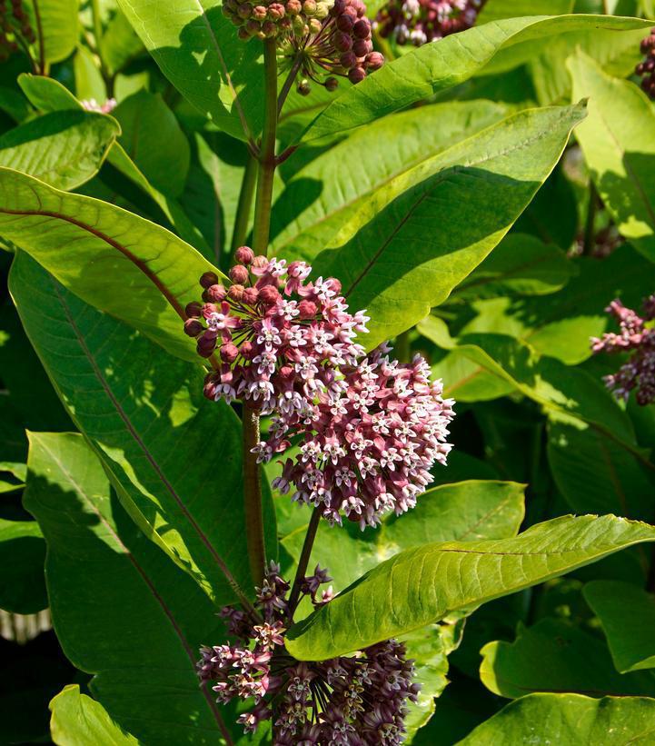 1G Asclepias syriaca Common Milkweed 1009510