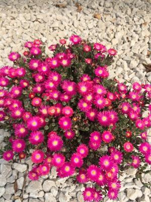 8" Delosperma Jewel of the Desert® 'Amethyst' ('DSAM13-1') Jewel of the Desert® Amethyst Ice Plant: Patent PP27,013 1012639