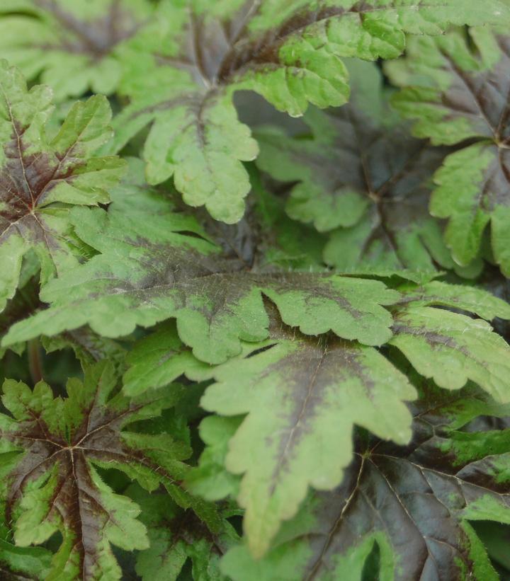 8" Tiarella 'Sugar & Spice' Sugar & Spice Foamflower 1010918