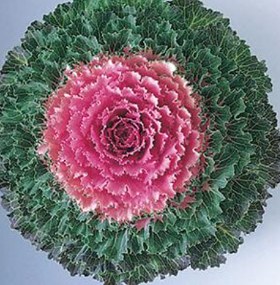4.5" Ornamental Cabbage - Songbird Pink