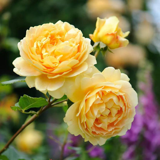 3G David Austin Rose Bush - 'Golden Celebration' Rich Yellow - 2080