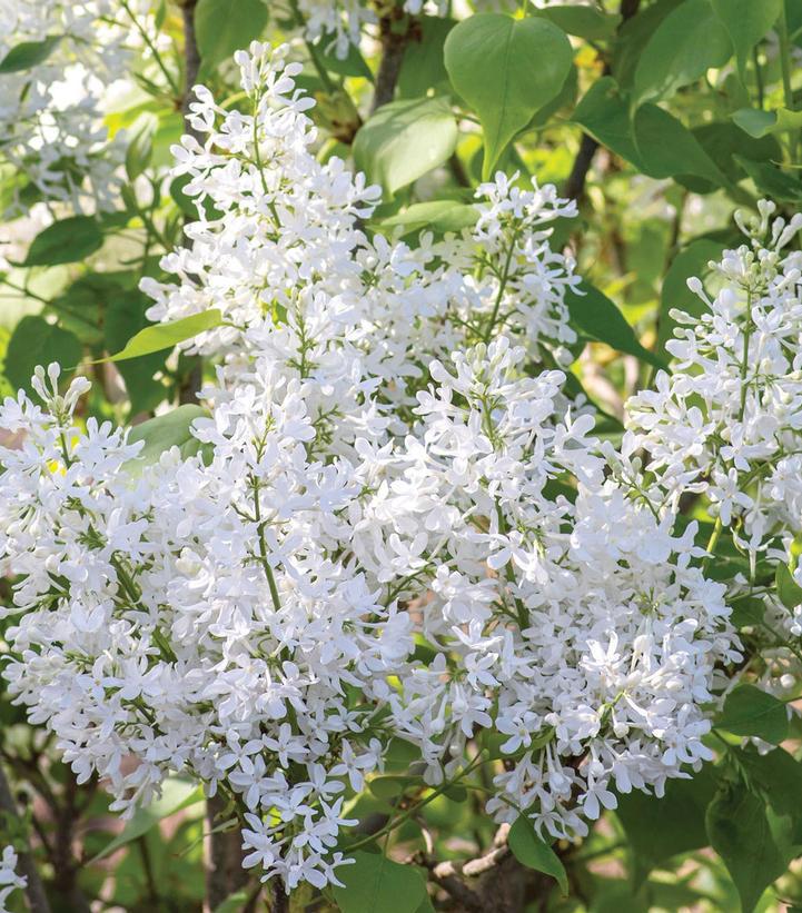 3G Syringa vulgaris 'New Age White' ('G13103') New Age White Lilac: Patent PP32,670 1012820