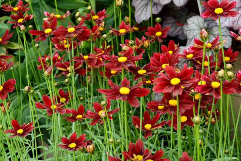 8" Coreopsis Li'l Bang™ 'Red Elf' Red Elf Coreopsis: Patent PPAF 1008521