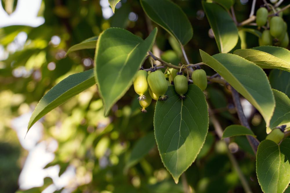 2G Actinidia kolomikta 'Arctic Beauty' Arctic Beauty Hardy Kiwi 1006986