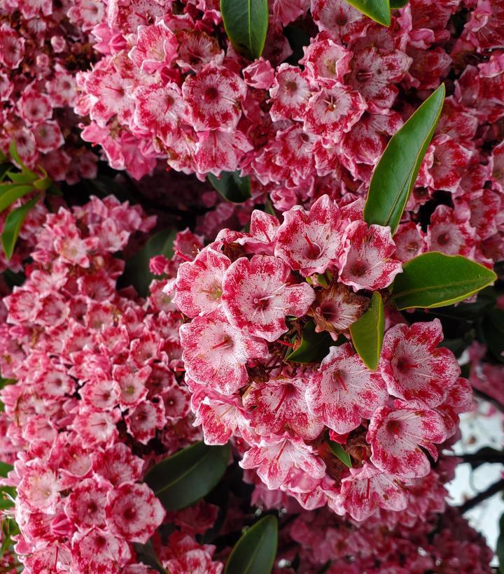 3G Kalmia lat. 'Keepsake' Keepsake Mountain Laurel 1007616