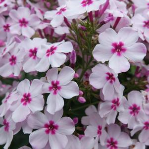 1G PHLOX VOLCANO White W/Rose Eye VO (Garden Phlox)