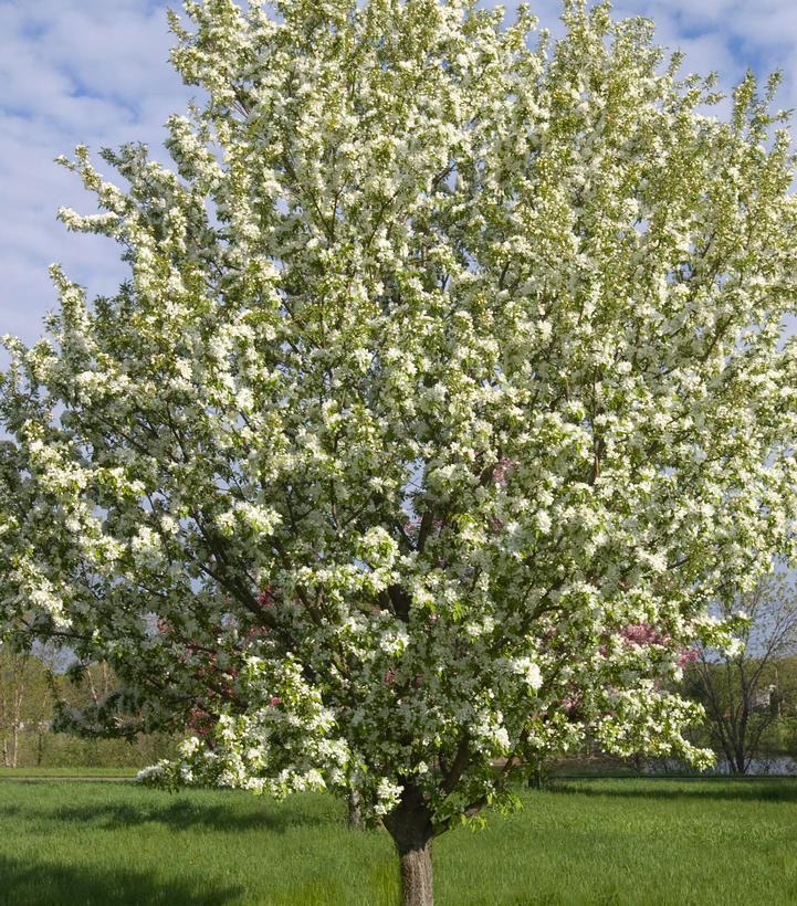 7G Malus 'Spring Snow' Spring Snow Crabapple 1007042