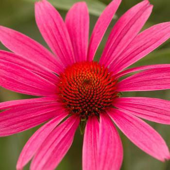 2G Echinacea Purpurea Ruby Star AB (Coneflower) 1003325