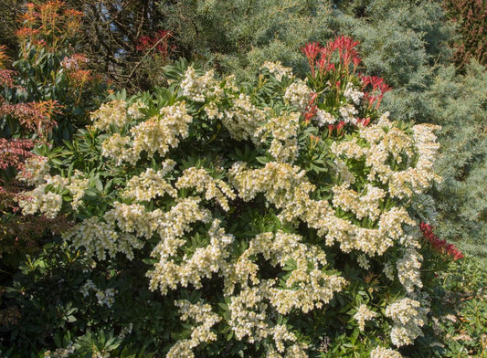 2G Pieris Japonica 'Cavatine' Cavatine Dwarf Andromeda (Japanese Andromeda)