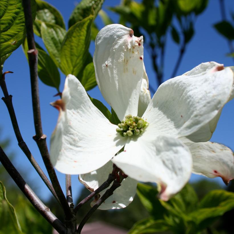 7G Cornus florida 'Cherokee Princess' Cherokee Princess Flowering Dogwood 1008945