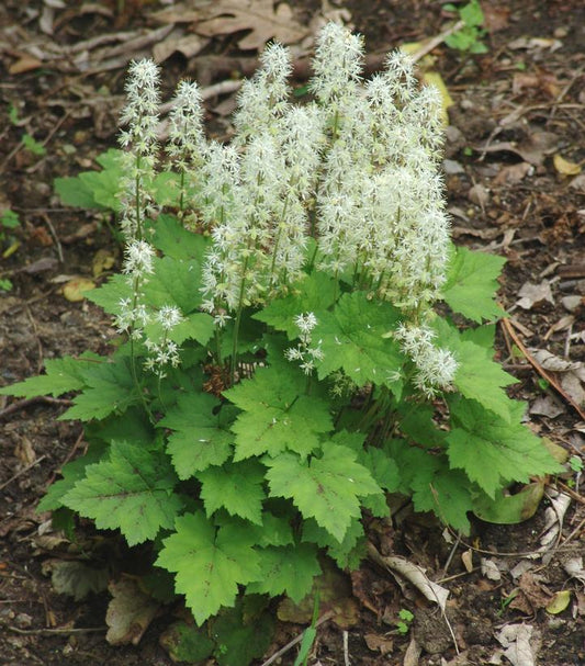 1G Tiarella cordifolia Foamflower 1000431