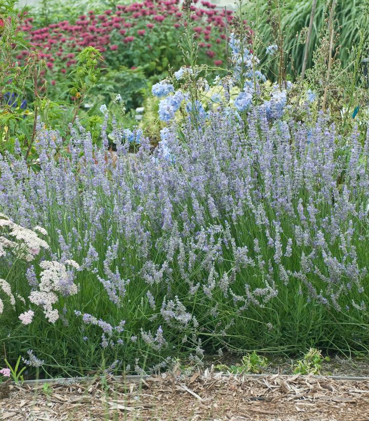 2G Lavandula X intermedia 'Provence' Provence Lavender 1002548