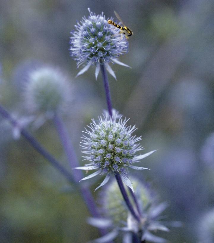 2G Eryngium planum 'Blue Glitter' Blue Glitter Sea Holly 1010129