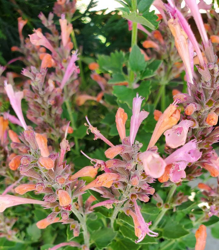 8" Agastache Kudos™ 'Ambrosia' Kudos Ambrosia: Patent PP25,614 (Hummingbird Mint, Anise Hyssops) 1010830