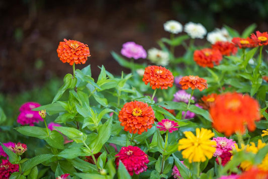 804 Zinnia 4 Pack