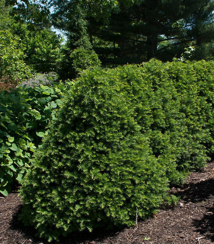 3G Taxus cuspidata Captain™ ('Fastigiata') Captain™ Yew