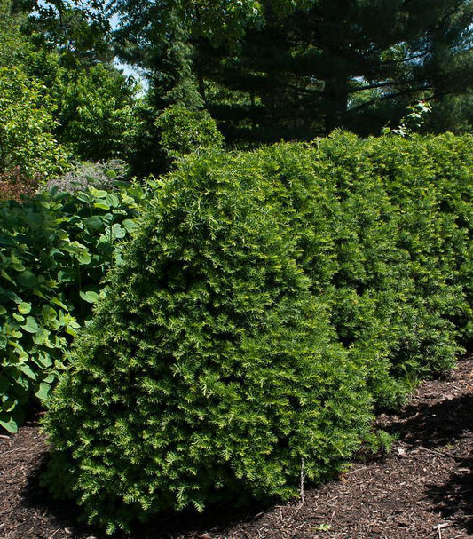 3G Taxus cuspidata Captain™ ('Fastigiata') Captain™ Yew