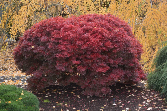 3G Acer Palmatum 'Shaina' Shaina Japanese Maple 1003616