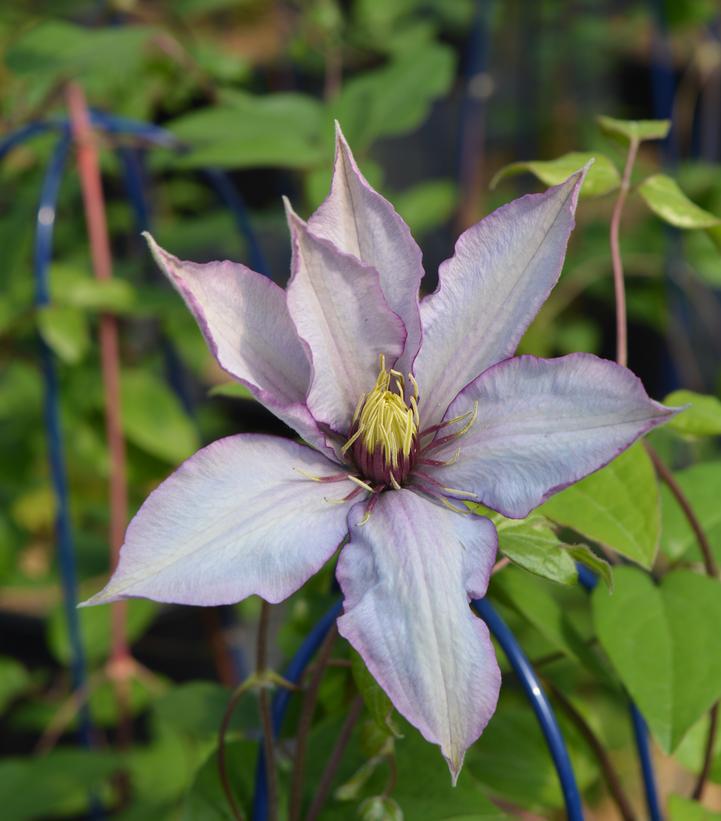 8" Clematis 'Samaritan Jo' ('evipo078') Samaritan Jo™ Clematis 1007219