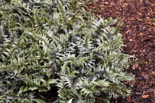 1G Anthyrium niponicum 'Crested Surf' Crested Japanese Painted Fern (Athyrium niponicum): Patent PPAF 1013017