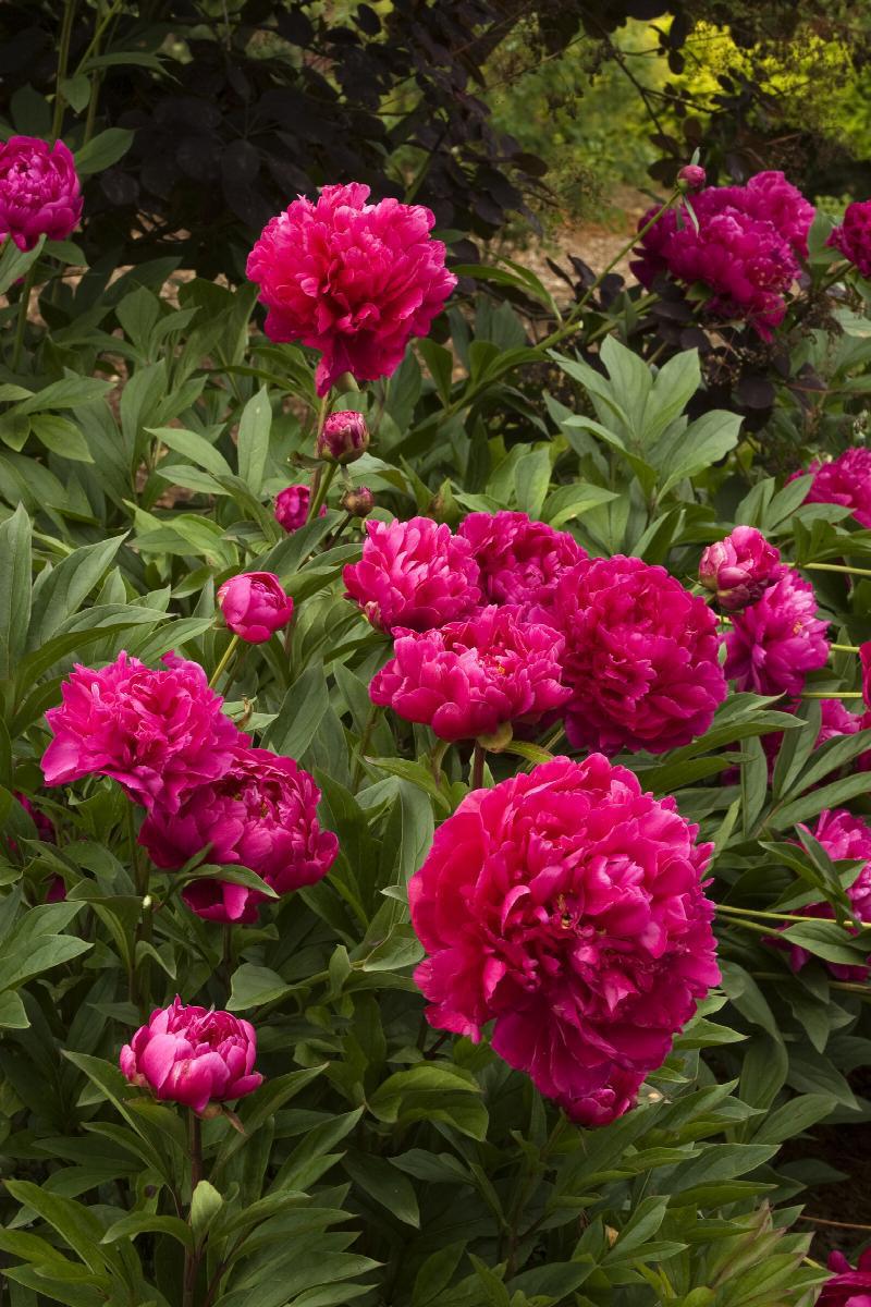 3G Paeonia 'Karl Rosenfield' Karl Rosenfield Double Peony (Double Red) 1004261