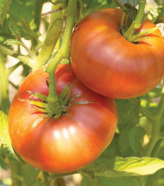 1G TOMATO 'BRANDYWINE' Brandywine Tomato 1004994