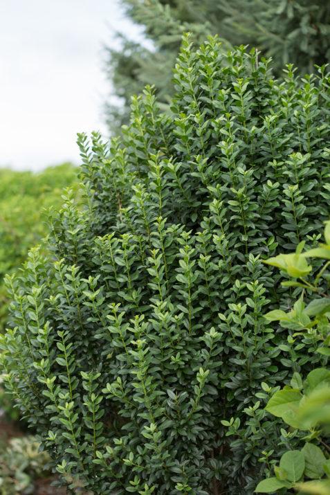 3G Ligustrum 'Straight Talk' ('Swift') Straight Talk® Common Privet 1010383