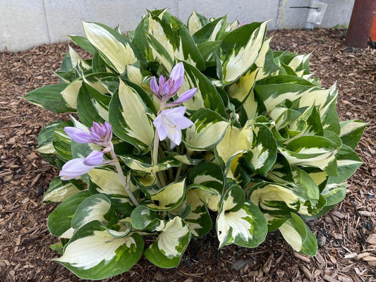 1G Hosta hybrid Shadowland 'Hudson Bay' Shadowland® Hudson Bay Hosta: Patent PPAF 1005934