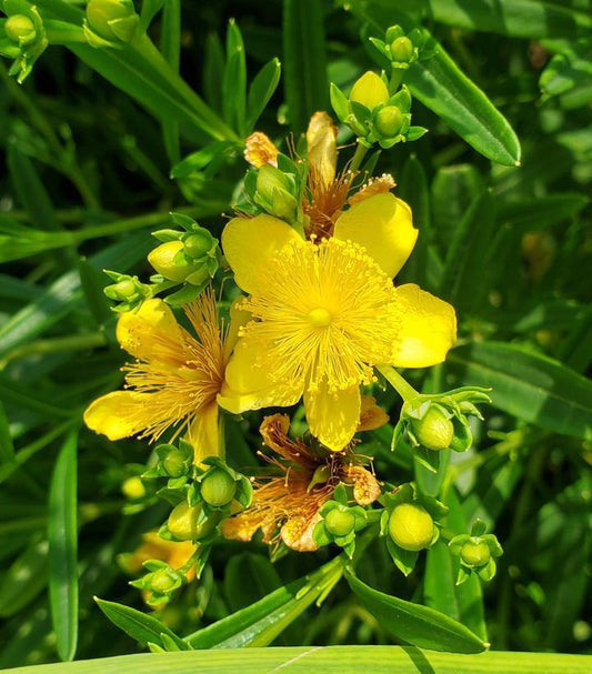 2G Hypericum kalmianum 'Gemo' Gemo St. John's Wort 1007324