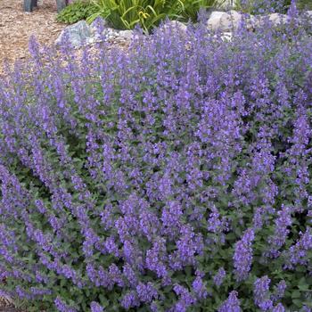 2G Nepeta racemosa 'Walkers Low' Walkers Low Catmint 1002533