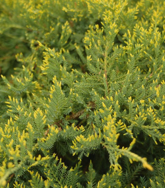 3G Juniperus chinensis 'Gold Star' Gold Star® Juniper 1001794