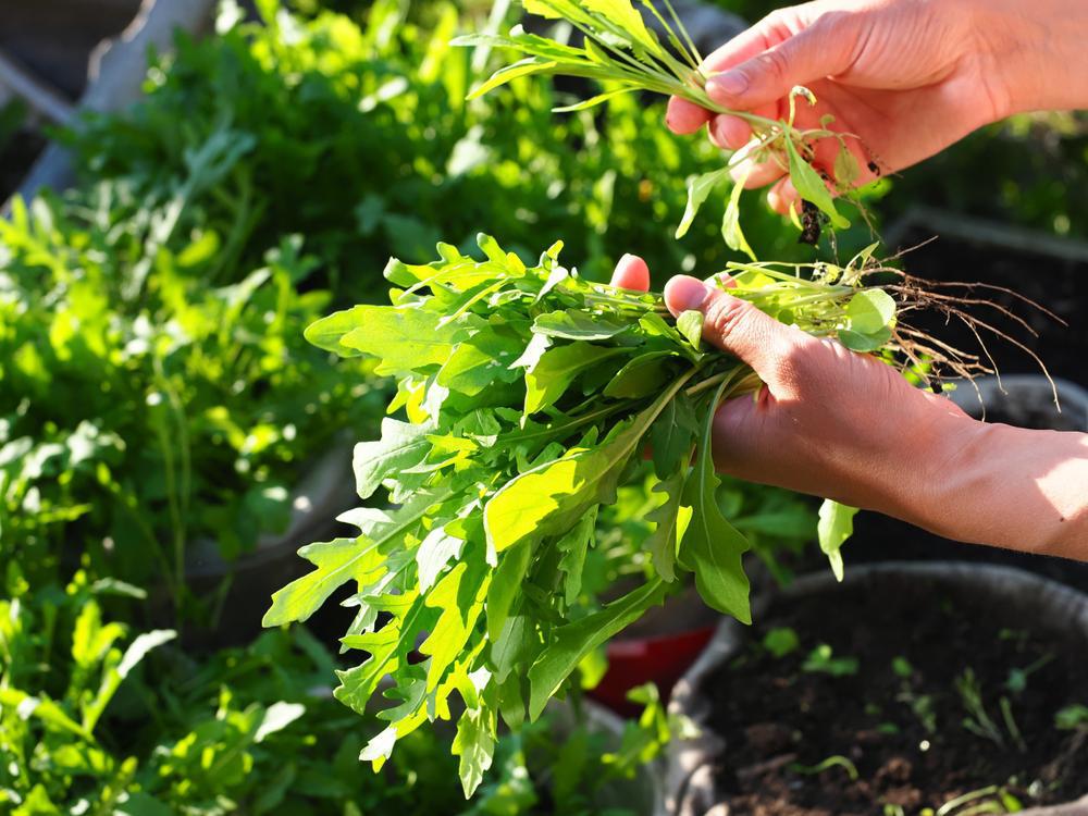 1G Mixed Greens SimplySalad® 'Arugula' Arugula1010089