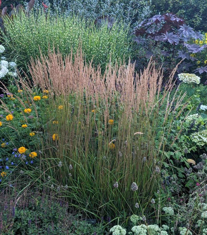 1G Calamagrostis a. 'Karl Foerster' Karl Foerster Feather Reed Grass 1001819