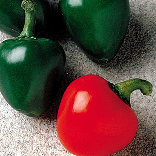 1G PEPPER 'CHERRY BOMB' (HOT) Cherry Bomb Hot Pepper 1004974