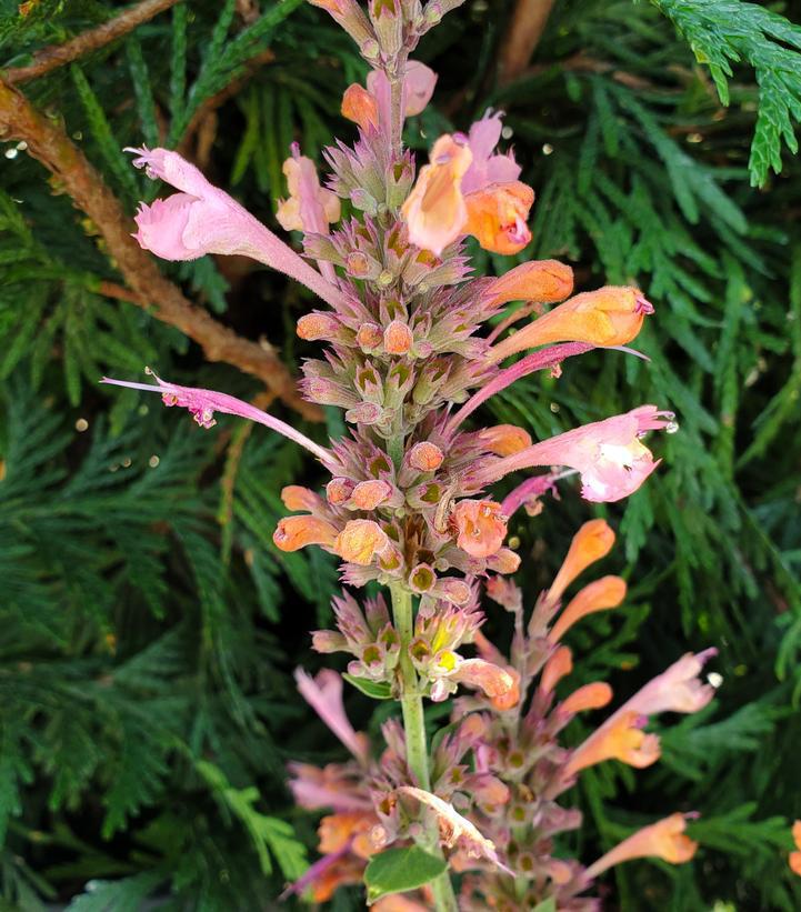 8" Agastache Kudos™ 'Ambrosia' Kudos Ambrosia: Patent PP25,614 (Hummingbird Mint, Anise Hyssops) 1010830