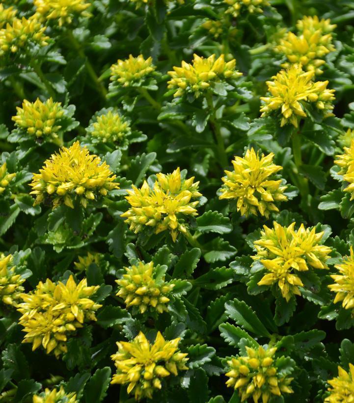 8" Sedum 'Little Miss Sunshine' Little Miss Sunshine Stonecrop: Patent PP30,039 1009773