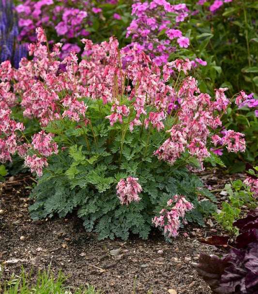 1G DICENTRA `PINK DIAMONDS` Fern-leaved Bleeding Heart: Patent PP32,380 1013016