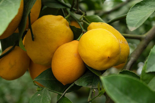 3G Ponderosa Lemon Tree