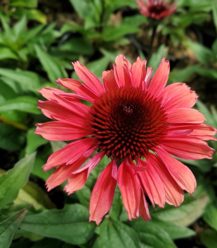 1G Echinacea Eye-Catcher™ 'Coral Craze' Coral Craze Coneflower: Patent PPAF 1011650