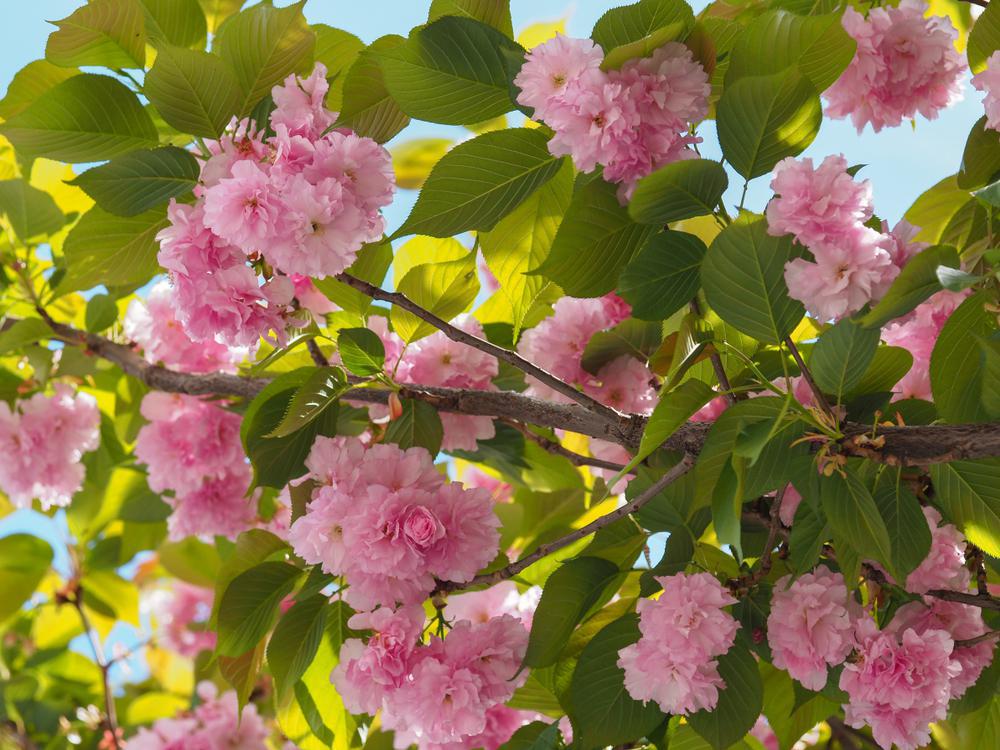 7G Prunus serrulata 'Kwanzan' Kwanzan Flowering Cherry 1001266