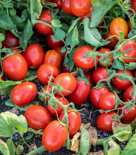 1G Tomato 'Early Resilience' (Paste) Early Resilience Tomato 1013913