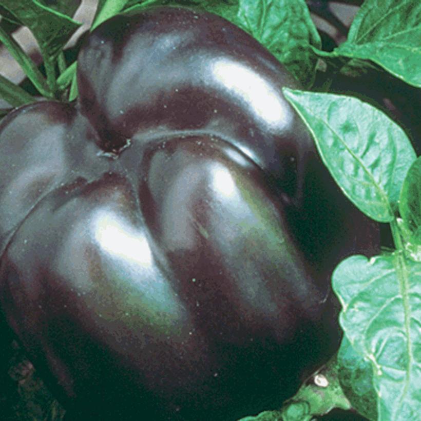 1G PEPPER 'PURPLE BEAUTY' (Sweet) Purple Beauty Bell Pepper 1004977