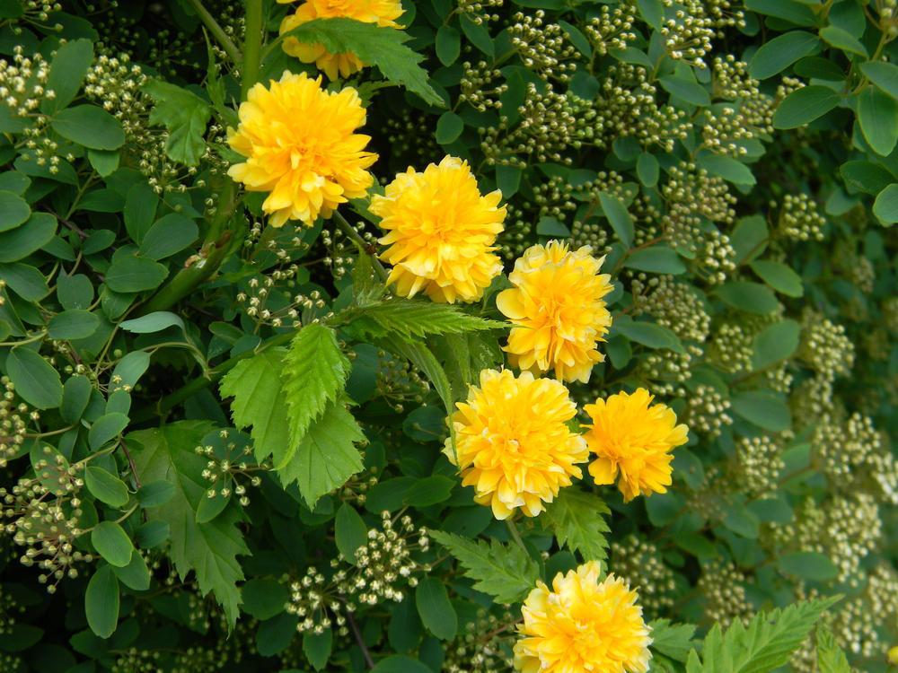 2G Kerria japonica Pleniflora Japanese Kerria 1001097